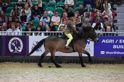 M&M Ridden Exmoor & Shetland Pony of the Year