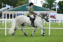 478 Ridden 7yrs & Over Large