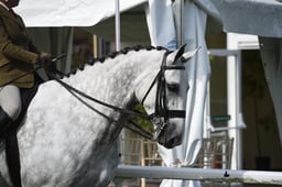 H102 HOYS Heavyweight Hunter