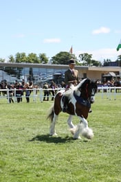 Coloured Ridden Championship