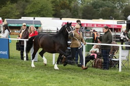 Welsh C