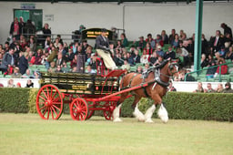 Heavy Horse Turnout Championships