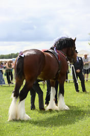 E36_1003 2026