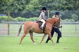 52 First Ridden Show Hunter Pony