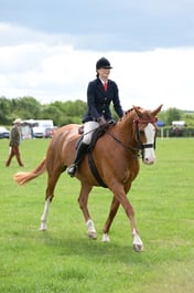 10 Novice Riding Horse