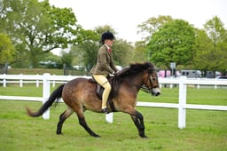 58 M&M Open Ridden Large Breeds