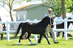S19_8096 2026