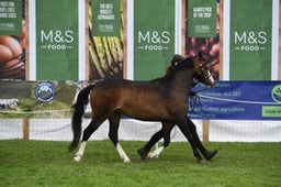 489 Sec B Barren Mare or Gelding