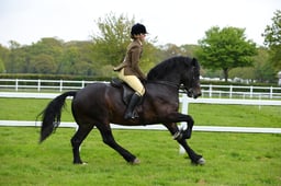 62 M&M Open Ridden Welsh C & D