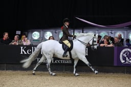 M&M JNR Ridden Pony of the Year Championships