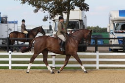 CH107 Show Hunter Championships