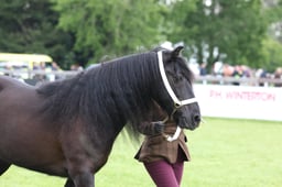 W29_0814 2026