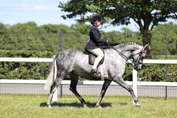 H164 HOYS Ridden Part Bred
