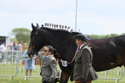 16 Heavy Horse Young Handler 11yrs & Under