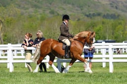 H19_0377 2026