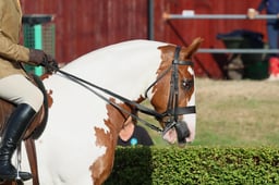 S61_0008 2026