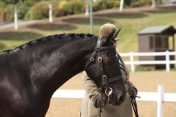 CL14 In Hand Plaited Pony