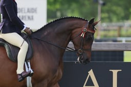 125 Novice Show Pony 148cm