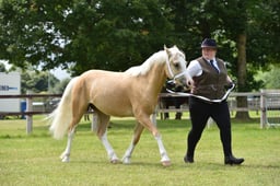 CLH81 Welsh C 2-3 years Filly  Gelding