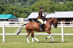 Z43_5607 2026