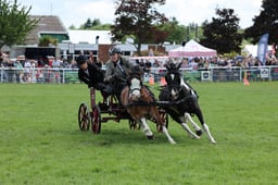 Double Harness Scurry Final