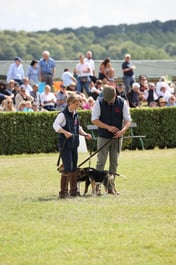 Hound Parade