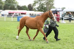E31_4086 2026
