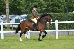 CLH20 Novice Ridden Welsh C  D