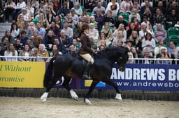 M&M Ridden Welsh C Pony of the Year