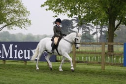 36 Senior Plus Ridden Pony