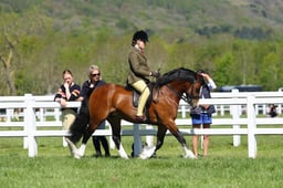 H19_0380 2026