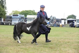 123B Minature Mare & Gelding