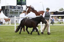 431 Mares