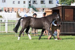 C33_0278 2026