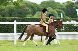 Z41_0205 2026
