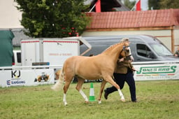 123 Barren Mare or Gelding Small