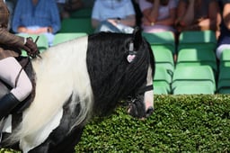 S61_0652 2026