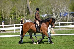 A19_2705 2026