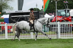 73 HOYS Intermediate SHT