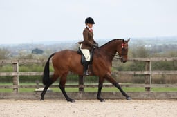 Class 118 Tattersalls RoR Amateur