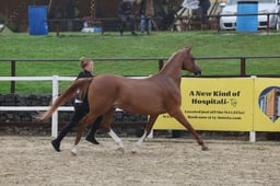 32b BNC Pure Bred Senior Geldings