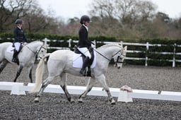 Dressage