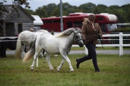 277 M&M Mixed IH Gelding Small