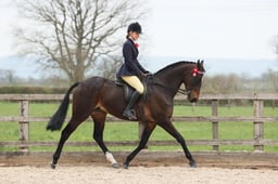 Class 97 RIHS Ridden PBA Horse