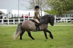 39-41 M&M Young Ridden Pony