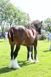 E33_4322 2026