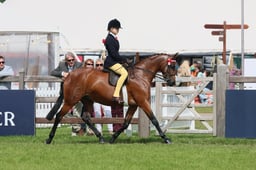 130 Show Pony 148cm