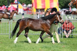 C33_0951 2026