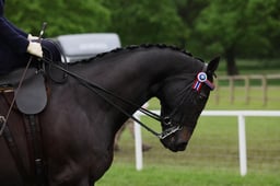 CL 70 Ladies Show Horse