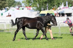 C33_0247 2026